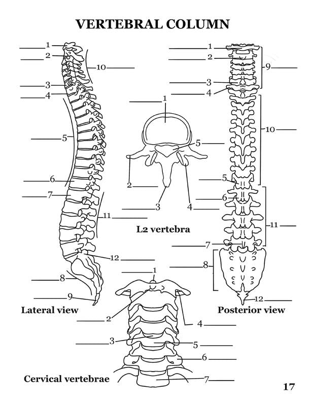 Human Anatomy Coloring Book